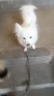 Chihuahua Safi, Mume wa Miezi 6-12 - 4