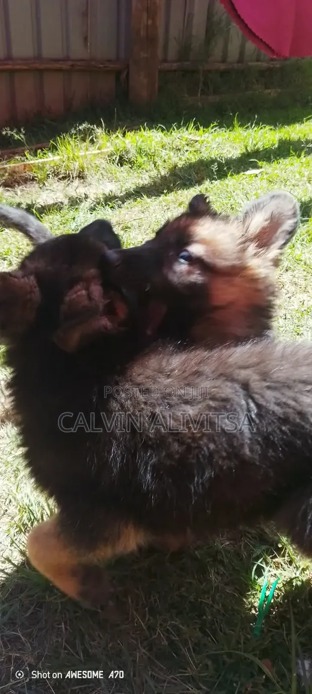 1-3 Month Male Purebred German Shepherd - 1