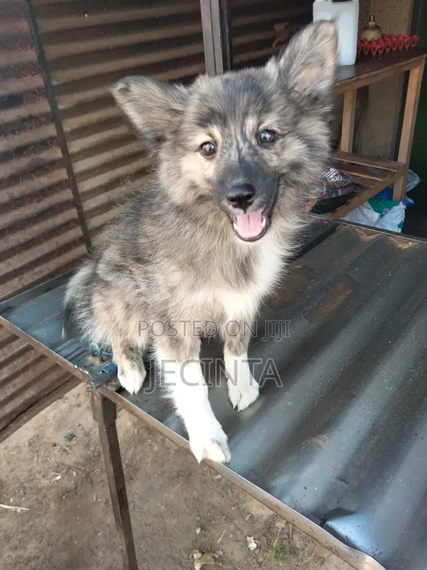 1-3 Months Male Purebred Japanese Spitz Puppy - 1