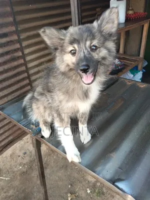 1-3 Months Male Purebred Japanese Spitz Puppy