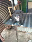 1-3 Months Male Purebred Japanese Spitz Puppy - 3