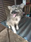 1-3 Months Male Purebred Japanese Spitz Puppy - 4