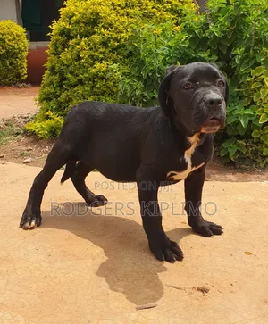 Kambwana Safi wa Kike wa Cane Corso, Miezi 3-6