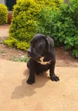 Kambwana Safi wa Kike wa Cane Corso, Miezi 3-6 - 2
