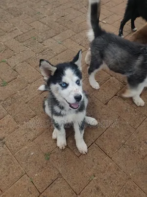 Mbwa Mchanga wa Siberian Husky, Miezi 1-3