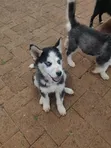 Siberian Husky Puppy, 1-3 Months Old - 1