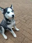 Siberian Husky Puppy, 1-3 Months Old - 2
