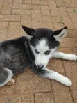 Siberian Husky Puppy, 1-3 Months Old - 3