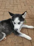 Siberian Husky Puppy, 1-3 Months Old - 4