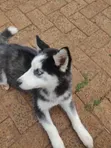 Siberian Husky Puppy, 1-3 Months Old - 5