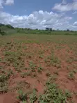 16.3 Acres Prime Fertile Land for Sale in Taveta - 2