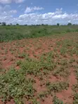 16.3 Acres Prime Fertile Land for Sale in Taveta - 4