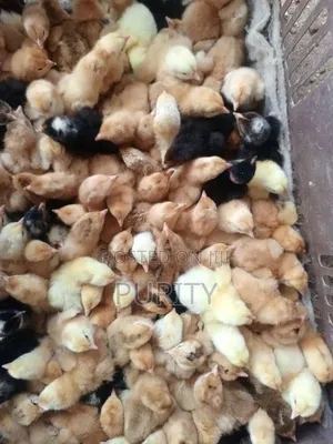 Improved Kienyeji Chicks