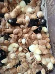 Improved Kienyeji Chicks - 1