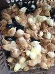 Improved Kienyeji Chicks - 2
