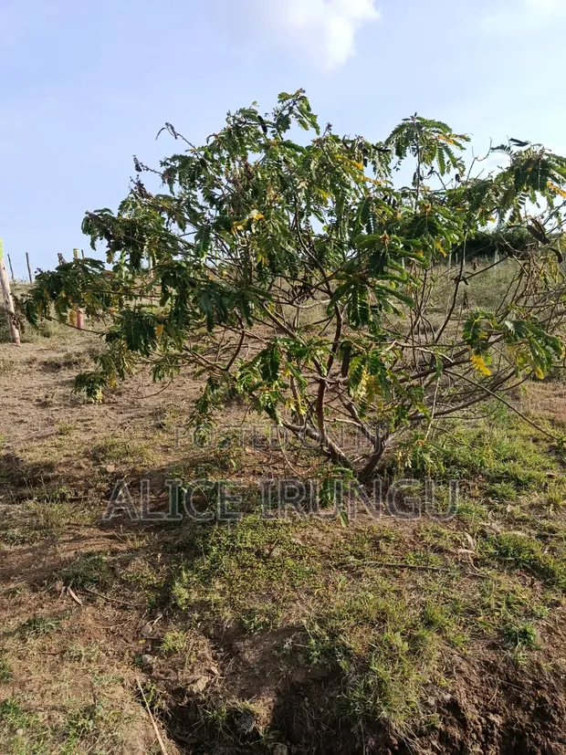 Plots for Sale Juja Farm, Kiambu - 1