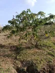 Plots for Sale Juja Farm, Kiambu - 1