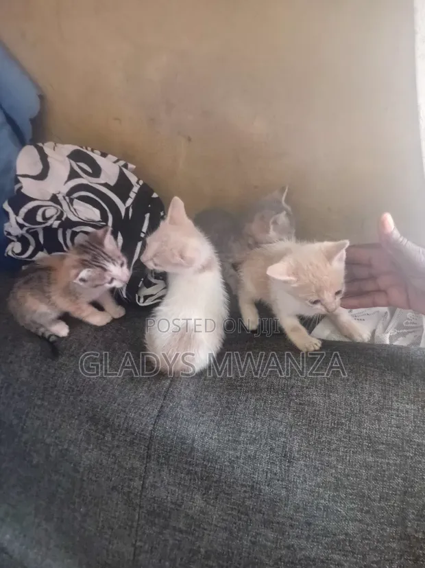 Paka wa Kike Mchanganyiko, Miezi 0-1 - 1