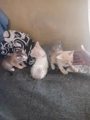 0-1 Month Female Mixed Breed Cat