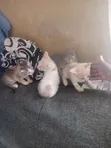0-1 Month Female Mixed Breed Cat - 1
