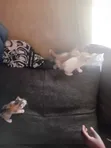 0-1 Month Female Mixed Breed Cat - 2