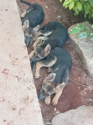 Female German Shepherd Puppy (1-3 Months)