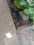 Female German Shepherd Puppy (1-3 Months) - 2