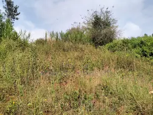 Vipande Bora vya 50x100 kwa Uuzaji Lower Kabete