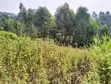 Prime 50x100 Plots for Sale in Lower Kabete - 4