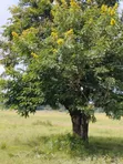Plots for Sale Near Sagana Town | Kenol-Marua Dual Carriageway - 4