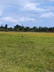 Plots for Sale Near Sagana Town | Kenol-Marua Dual Carriageway - 5