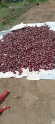 Wholesale Onions - Red & White - 1