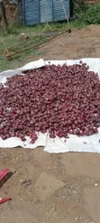 Wholesale Onions - Red & White - 2