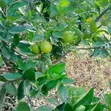 Ardhi Inauzwa - Ithanga, Kaunti ya Murang'a - 1