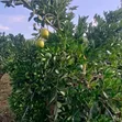 Ardhi Inauzwa - Ithanga, Kaunti ya Murang'a - 3