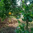 Ardhi Inauzwa - Ithanga, Kaunti ya Murang'a - 4