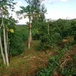 Ardhi Inauzwa - Ithanga, Kaunti ya Murang'a - 5