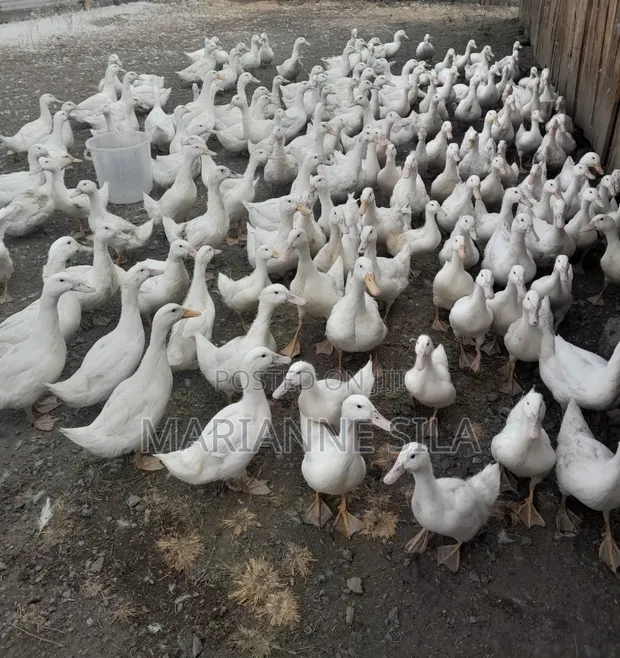 Pekin Ducks for Sale - 1