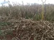 17 Acres Farmland for Sale in Kaimbaga - 5