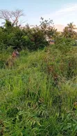 Kitalu cha 1/8 Eka kwa Uuzaji Makongeni, Kinondo - Karibu na Barabara - 5