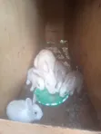 Sungura wa Kuuzwa - Saizi na Aina Zote - 5