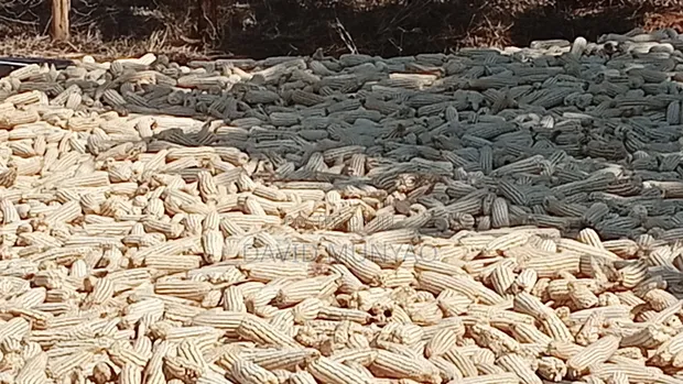 12 Bags of Clean Dry Maize - 1