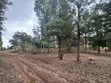 Prime Quarter Acre Plot Off PCEA Road, Matasia - 2
