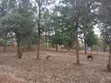 Prime Quarter Acre Plot Off PCEA Road, Matasia - 5