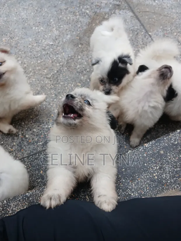Purebred Maltese Puppy - 1-3 Months Old - 1