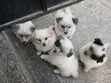Purebred Maltese Puppy - 1-3 Months Old - 2