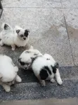 Purebred Maltese Puppy - 1-3 Months Old - 3