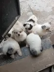 Purebred Maltese Puppy - 1-3 Months Old - 4