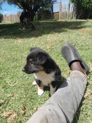1-3 Month Female Caucasian Shepherd Mix Puppy