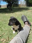1-3 Month Female Caucasian Shepherd Mix Puppy - 1